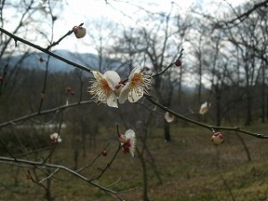 ウメの花 ウメの花