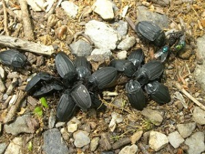 ミミズの死体にたかるオオヒラタシデムシ ミミズの死体にたかるオオヒラタシデムシ