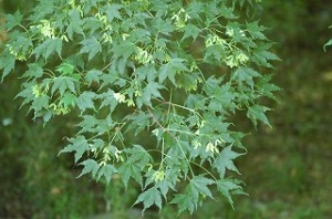 イタヤカエデの種 イタヤカエデの種